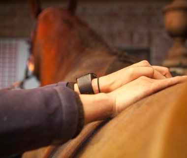 Fysiotherapie voor paarden